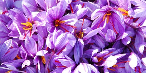صادرات 60 تن زعفران در 7 ماهه سال