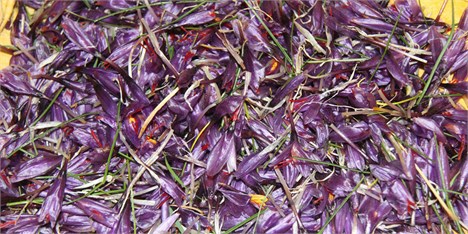خسارت پنج تا ۱۰۰ درصدی به مزارع زعفران در یک هفته/ پیش‌بینی کاهش تولید زعفران به ۳۰۰ تن