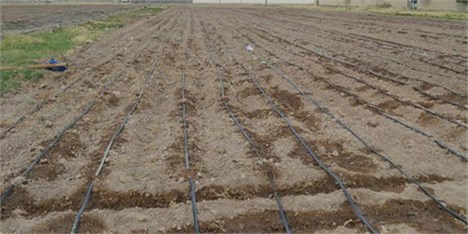 اجرای طرح توسعه سامانه آبیاری نواری در باغ‌ها و مزارع صیفی کشور