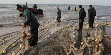 آلودگی ماهی‌های خلیج فارس به جیوه را رد می‌کنم