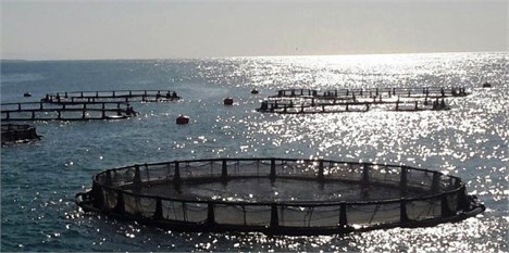آلودگی خارج از حد استاندارد در بافت ماهی‌های خلیج فارس وجود ندارد