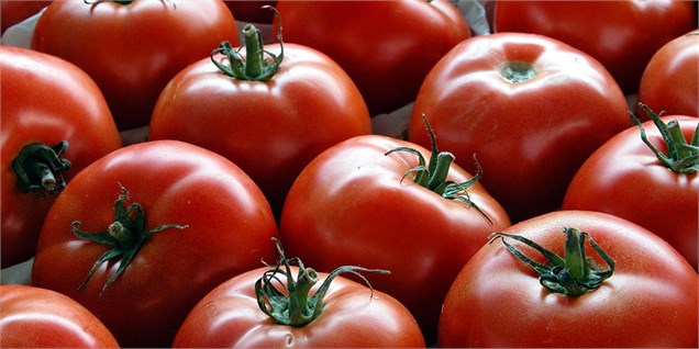 وزارت کشاورزی موضوع تعیین قیمت فروش گوجه فرنگی را پیگیری کند