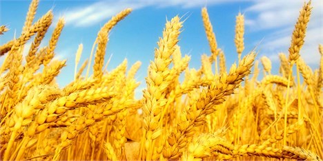 تولید گندم با شرایط فعلی قابلیت افزایش ۲ برابری دارد