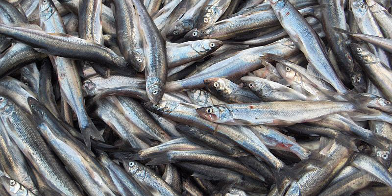 نرخ جدید انواع ماهی در بازار اعلام شد