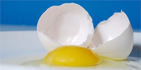 صادرات تخم‌ مرغ همچنان متوقف است