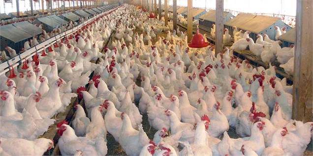 مجهز نبودن کشتارگاه‌ها مانعی بر سر اجرای طرح مرغ سایز/ نگرانیم مردم مرغ ریز نخرند