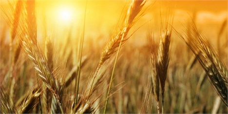عرضه ۶۰ هزار تن گندم خوراکی در بورس کالا برای صادرات آرد و مشتقات