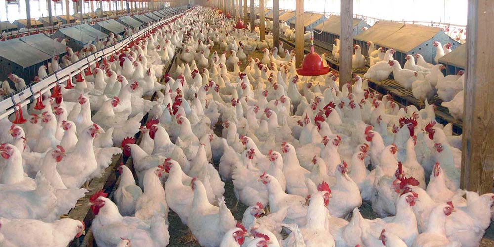 مجوز احداث مرغداری جدید صادر نمی‌شود