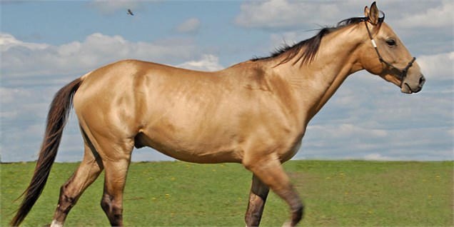اسب‌های ایرانی در اتحادیه اروپا چهار نعل خواهند تاخت