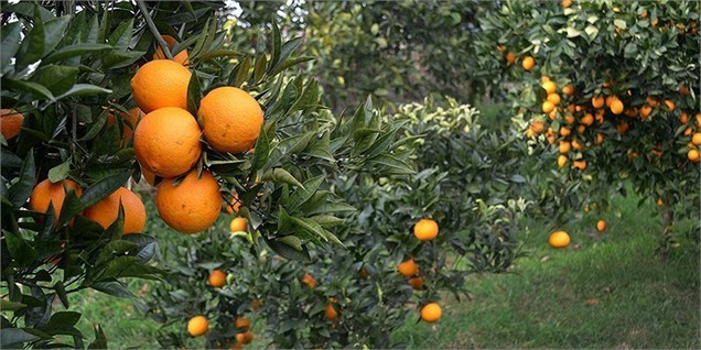 خرید تضمینی ۳۵ هزار تن پرتقال در مازندران