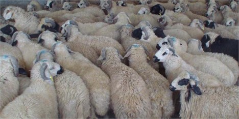 قیمت گوسفند در ایران 3 برابر کشورهای همسایه است/ دام قاچاق عامل شیوع تب برفکی