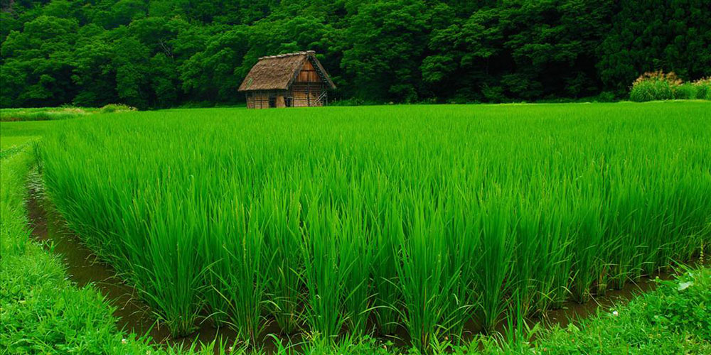 کشاورزی استان با تامین 42 درصد برنج کشور بودجه ملی می‌خواهد