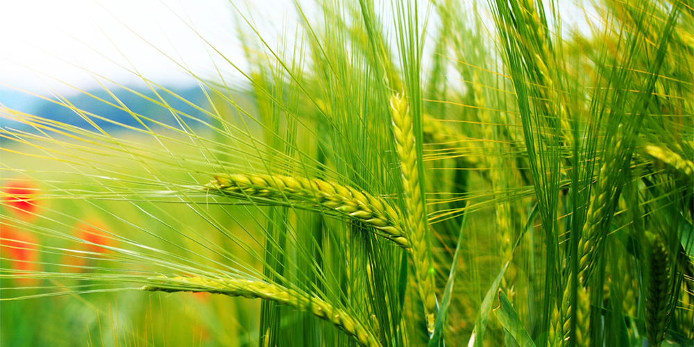 عرضه 101 هزار تن گندم خوراکی 9 استان کشور در تالار محصولات کشاورزی