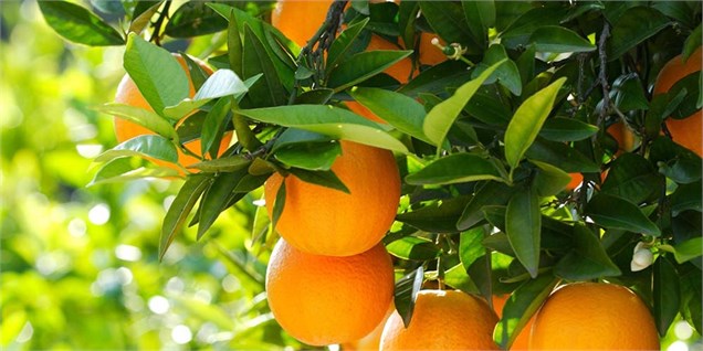 بازار پرتقال شب عید با واردات رسمی تنظیم می‌شود