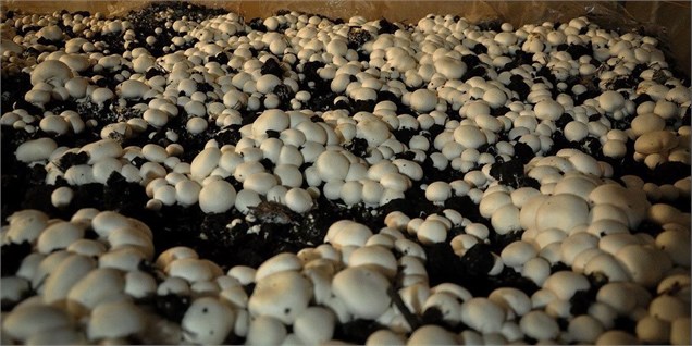 ۱۵۰ تن قارچ در روز به دلیل بسته شدن بورس قارچ دور ریخته می‌شود