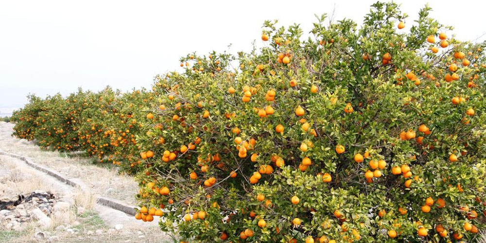 ایران ممنوعیت واردات نارنگی از پاکستان را لغو کرد