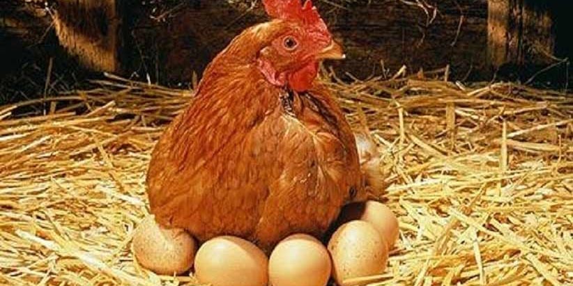 آنفلوانزای پرندگان همچنان می‌تازد/ ۱۲ میلیون قطعه مرغ معدوم شد