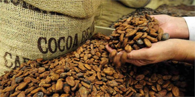 بازار دانه کاکائو در سال ۹۵