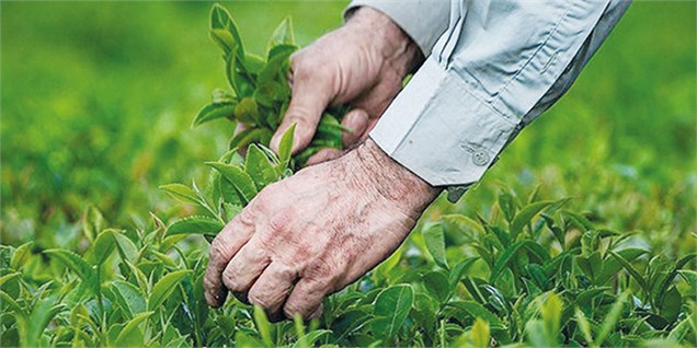 افزایش ۷ درصدی قیمت چای به نفع کشاورز نیست