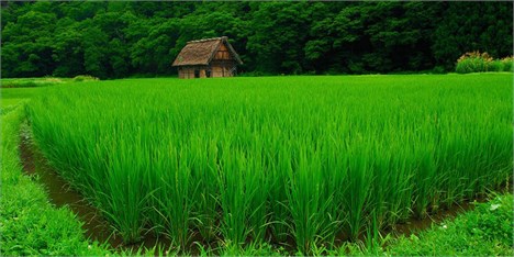 پیش بینی تولید دو میلیون تن برنج در سال 96