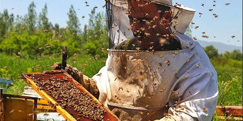 توزیع ۷ هزار تن شکر دولتی بین زنبورداران/ سرانه مصرف عسل در ایران ۹۰۰ گرم