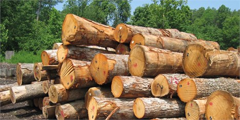 افزایش تعرفه واردات چوب توسط آمریکا را بی‌پاسخ نمی‌گذاریم