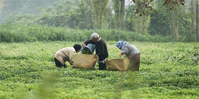 تحلیل بازار ۱۰۰۰ میلیارد تومانی چای در ایران