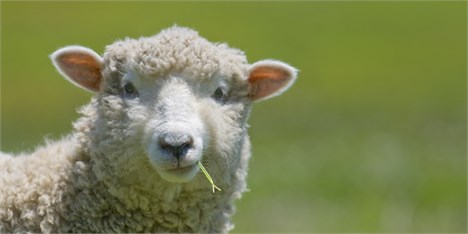 گوسفندان مقصر گرانی گوشت هستند!/مسئولان پاسخگو نیستند