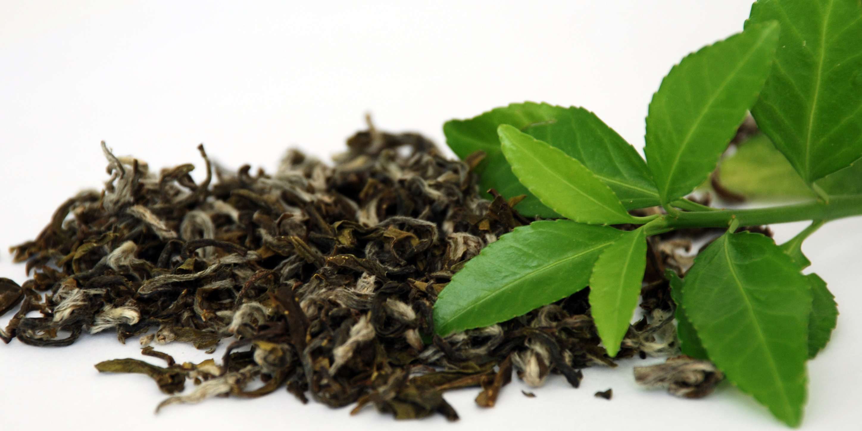 تولید بیش از 3000 تن چای خشک بهاره