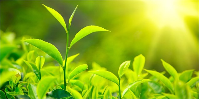 تولید برگ سبز چای کاهش یافت
