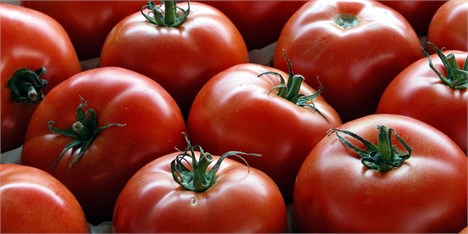 صادرات 44 هزار تن گوجه فرنگی به روسیه و اوکراین