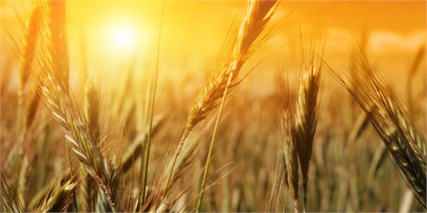 کاهش ۲۰ میلیون تنی تولید گندم در سال ۲۰۱۷