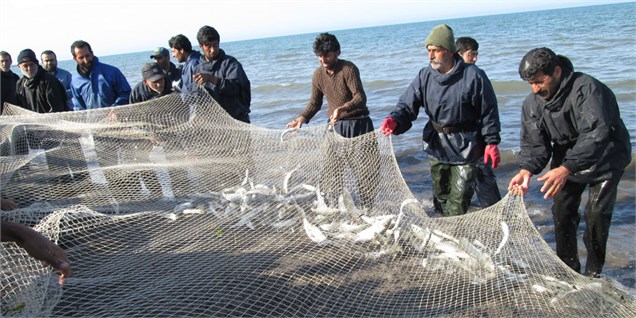 تلاش برای حذف ماهی تیلاپیا از تالاب شادگان