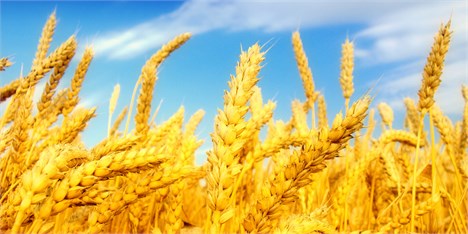امسال 530 هزار تن گندم در استان اردبیل خریداری می‌شود
