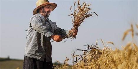 افزایش تولید گندم ایران متوقف شد