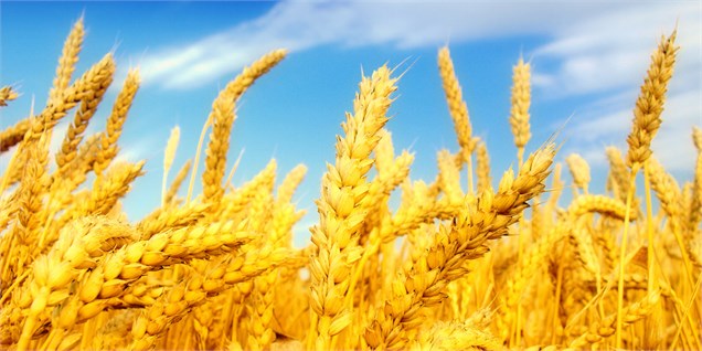 ایران ۳۵ هزار تن گندم به عمان صادر کرد