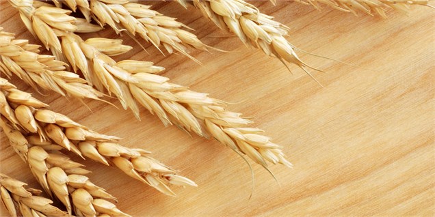 امسال یک میلیون تن گندم مازاد صادر می‌شود