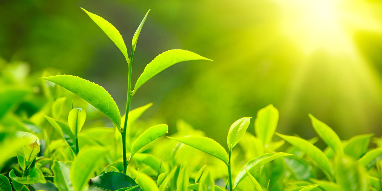 78 هزار تن برگ سبز چای از چایکاران شمال کشور خریداری شده است