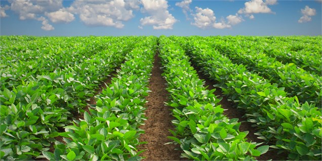 تورم تولیدکننده کشاورزی ۲ درصد افزایش یافت