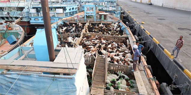 وزارت جهادکشاورزی افزایش قیمت گوشت گوسفندی به دلیل صادرات را رد کرد