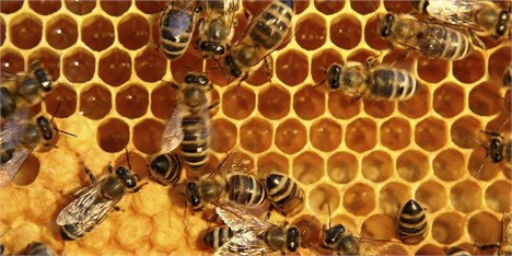 صنعت زنبورداری به کما می رود/اما و اگرهای واردات ملکه زنبور عسل