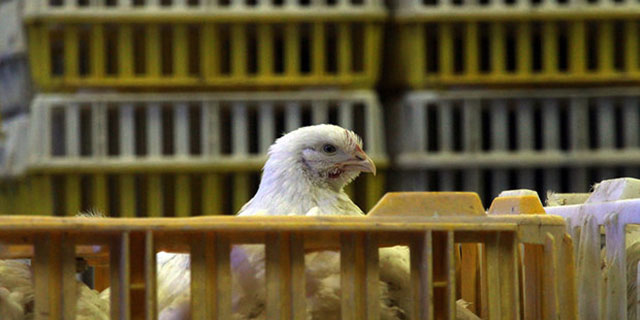 یکه تازی جوجه یکروزه ادامه دارد/صادرات مرغ از نفس افتاد