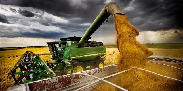 افزایش تولید جهانی گندم در سال جاری