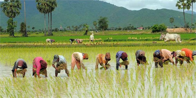 تولید ۲.۲ میلیون تنی برنج/ برنج نو کیلویی ۹۰۰۰ تومان