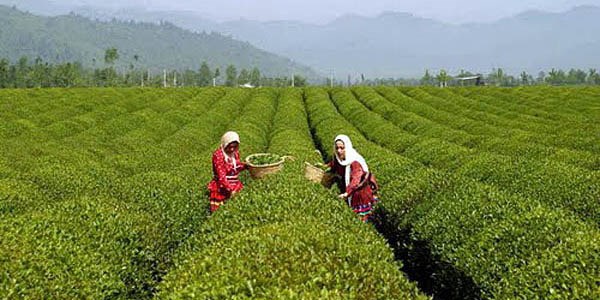 هر هفته مقداری از مطالبات چایکاران را پرداخت می‌کنیم/ 86 هزار تن برگ سبز چای خریداری شده است