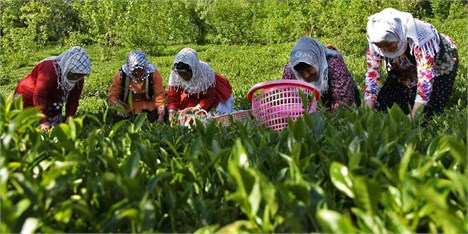 پیش‌بینی تولید ۱۱۰ هزارتن برگ سبز چای/۶۶ درصد مطالبات پرداخت شد