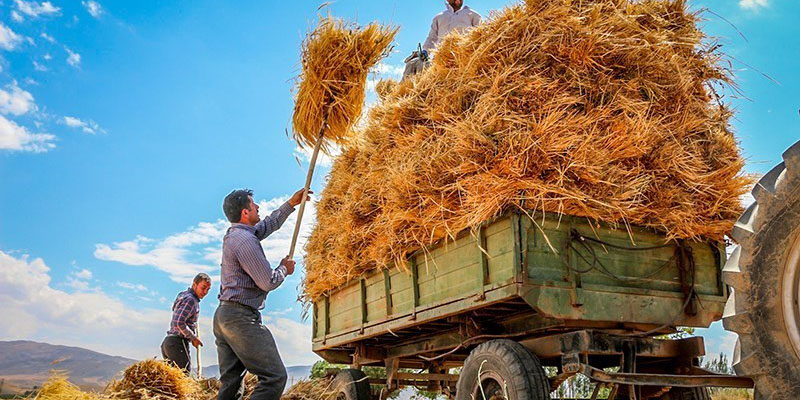 افزایش واردات گندم ممنوعه/ روسیه بیشترین سود را برد