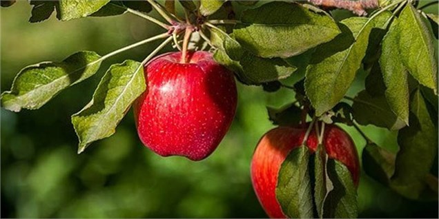 سیب صادراتی شش برابر ارزان‌تر از بازار داخلی