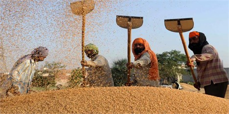 قیمت شکر افزایش یافت/ کاهش 2 دلاری گندم در بازارهای جهانی