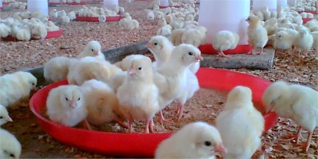 جوجه یکروزه ۱۲۰۰ تومان ارزان شد/ افزایش صادرات مرغ در دستور کار